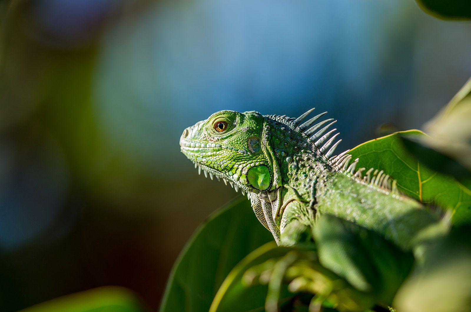 Protecting The Iguana In Costa Rica